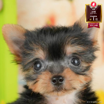 ヨークシャーテリア【千葉県・男の子・2025年4月9日・スティールブルー&タン】の写真「🌻子犬を迎えたいけど不安な方へ🐾7/21相談会」