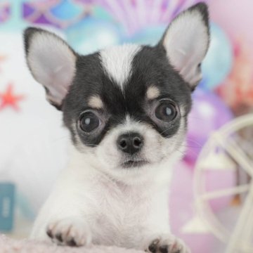 チワワ(スムース)【千葉県・男の子・2025年10月13日・ブラックタン&ホワイト】の写真「ブリーダーアワード👑全国1位受賞👑🐶」