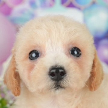 ミックス(ビションフリーゼ×トイプードル)【千葉県・男の子・2025年4月23日・アプリコット】の写真「緊急開催📢6/21🐶相談会開催🌼」
