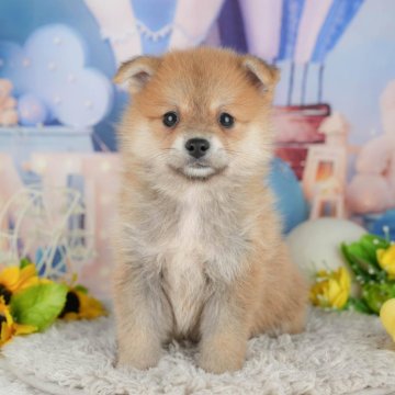 ミックス(ポメラニアン×柴犬)【千葉県・男の子・2025年4月23日・胡麻】の写真「📢6/8限定！相談会開催🐶」