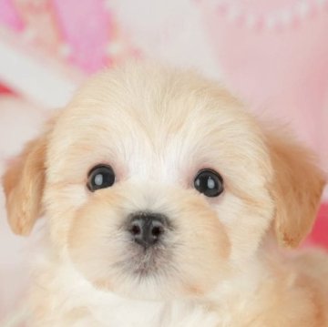 マルプー(マルチーズ×トイプードル)【千葉県・女の子・2025年9月19日・アプリコット】の写真「ブリーダーアワード👑全国1位受賞👑🐶」