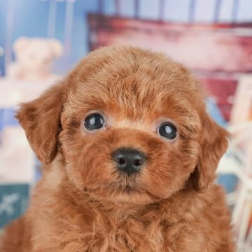 トイプードル(トイ)【千葉県・女の子・2025年4月1日・レッド】の写真「相談会開催🌈5月25日🐶✨」
