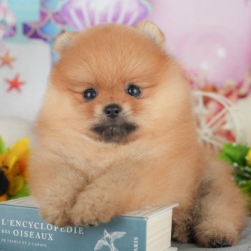 ポメラニアン【千葉県・女の子・2025年5月6日・オレンジ】の写真「子犬を迎えたい方へ🎀7/5相談会開催！」