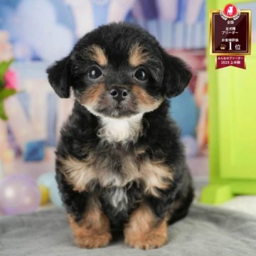 チワプー(チワワ×トイプードル)【千葉県・女の子・2025年7月9日・ブラックタン&ホワイト】の写真「ブリーダーアワード全国1位受賞👑🐶」