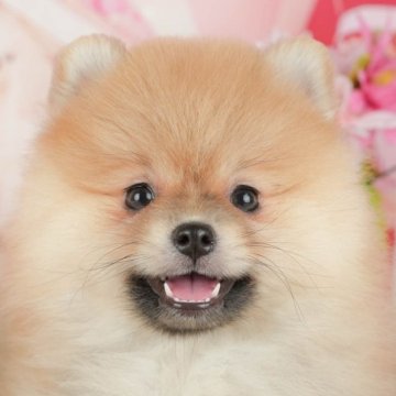 ポメラニアン【千葉県・女の子・2025年10月3日・オレンジ】の写真「ブリーダーアワード👑全国1位受賞👑🐶」