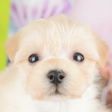 マルプー(マルチーズ×トイプードル)【千葉県・男の子・2025年3月3日・アプリコット】の写真「無料の相談会🌸🐶開催！！」