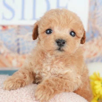 トイプードル(トイ)【千葉県・男の子・2025年4月9日・レッド】の写真「🐶5/31限定！相談会開催🌈」