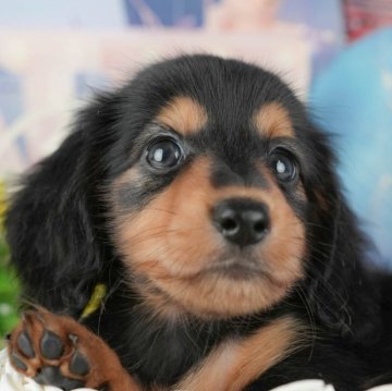 ミニチュアダックスフンド(ロング)【千葉県・男の子・2025年9月11日・ブラックタン】の写真「ブリーダーアワード👑全国1位受賞👑🐶」