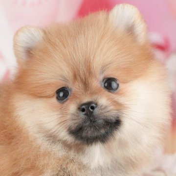 ポメラニアン【千葉県・女の子・2025年9月8日・オレンジ】の写真「ブリーダーアワード👑全国1位受賞👑🐶」