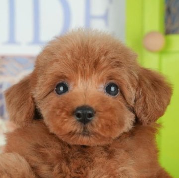 トイプードル(トイ)【千葉県・女の子・2025年10月4日・レッド】の写真「ブリーダーアワード👑全国1位受賞👑🐶」