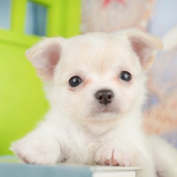 チワワ(ロング)【千葉県・女の子・2025年3月7日・クリーム&ホワイト】の写真「🐶5/31限定！相談会開催🌈」