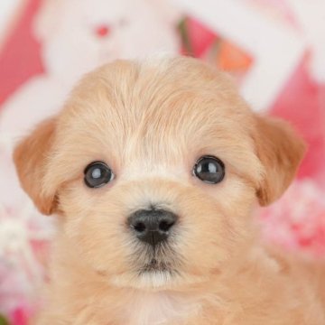 マルプー(マルチーズ×トイプードル)【千葉県・女の子・2025年3月23日・アプリコット】の写真「相談会開催🌈5月25日🐶✨」