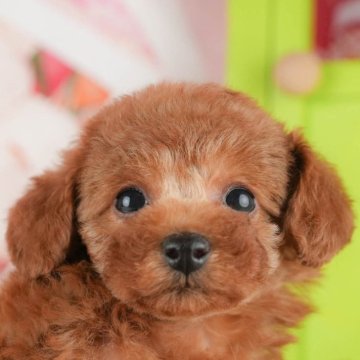トイプードル(タイニー)【千葉県・女の子・2025年9月6日・レッド】の写真「ブリーダーアワード👑全国1位受賞👑🐶」