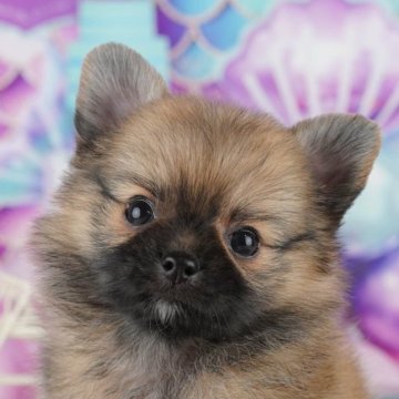福岡県のポメチワ(ポメラニアン×チワワ)の子犬を探す