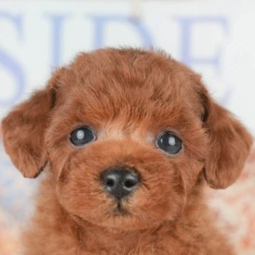 トイプードル(トイ)【千葉県・男の子・2025年4月30日・レッド】の写真「緊急開催📢6/21🐶相談会開催🌼」