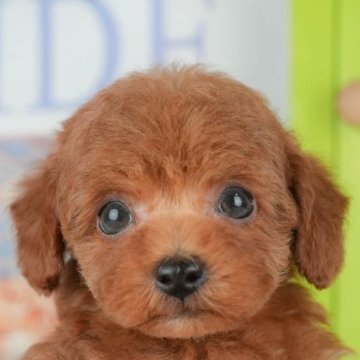 トイプードル(トイ)【千葉県・女の子・2025年9月23日・レッド】の写真「ブリーダーアワード👑全国1位受賞👑🐶」