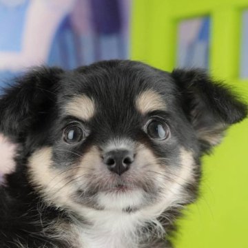 チワワ(ロング)【千葉県・女の子・2025年9月12日・ブラック&タン】の写真「ブリーダーアワード👑全国1位受賞👑🐶」