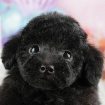 トイプードル(トイ)【千葉県・男の子・2025年9月6日・ブラック】の写真「ブリーダーアワード👑全国1位受賞👑🐶」