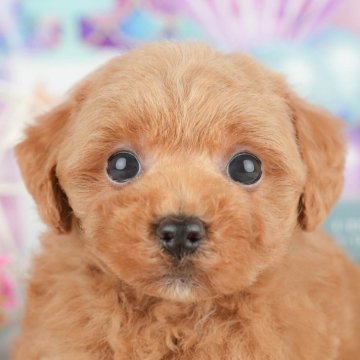 トイプードル(トイ)【千葉県・男の子・2025年3月10日・レッド】の写真「無料の相談会🌸🐶開催！！」