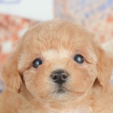 トイプードル(トイ)【千葉県・女の子・2025年5月5日・アプリコット】の写真「緊急開催📢6/21🐶相談会開催🌼」