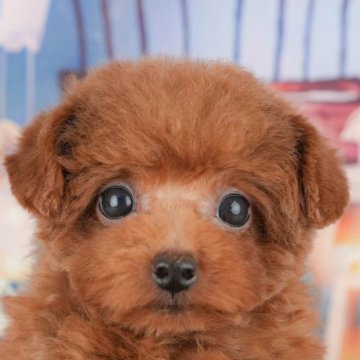 トイプードル(トイ)【千葉県・男の子・2025年9月12日・レッド】の写真「ブリーダーアワード👑全国1位受賞👑🐶」