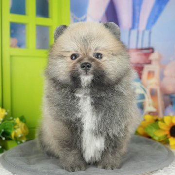 ポメラニアン【千葉県・男の子・2025年4月6日・ウルフセーブル】の写真「🐶5/31限定！相談会開催🌈」