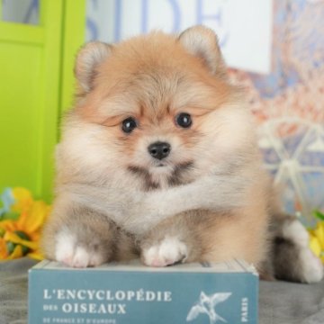 ポメラニアン【千葉県・男の子・2025年10月18日・オレンジ】の写真「ブリーダーアワード👑全国1位受賞👑🐶」