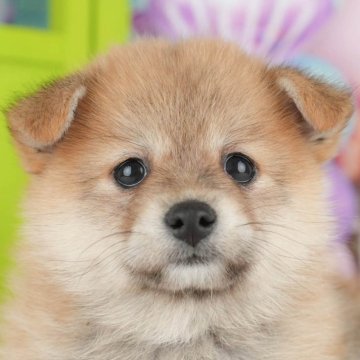 ポメ柴(ポメラニアン×柴犬)【千葉県・女の子・2025年4月23日・胡麻】の写真「6/15📣父の日🐶相談会」