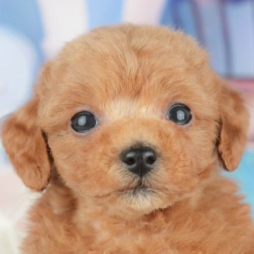 トイプードル(トイ)【千葉県・女の子・2025年3月10日・レッド】の写真「無料の相談会🌸🐶開催！！」