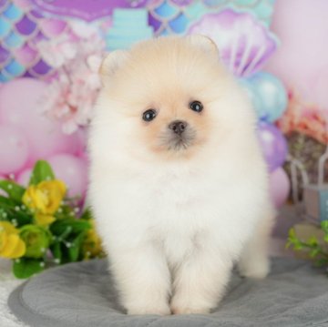 ポメラニアン【千葉県・女の子・2025年3月29日・クリーム】の写真「相談会開催🌈5月25日🐶✨」
