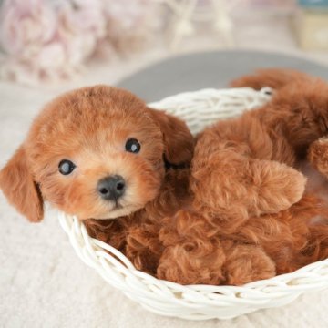 トイプードル(トイ)【千葉県・女の子・2025年7月14日・レッド】の写真「ブリーダーアワード👑全国1位受賞👑🐶」