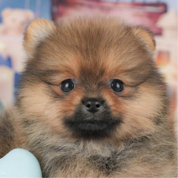 ポメラニアン【千葉県・女の子・2025年9月8日・オレンジ】の写真「ブリーダーアワード👑全国1位受賞👑🐶」