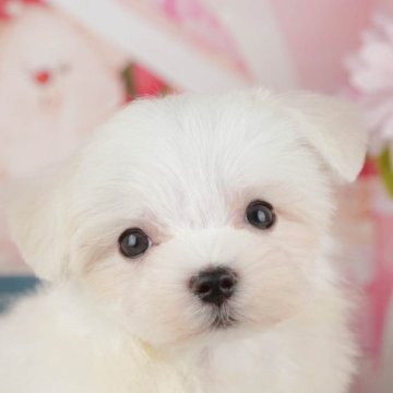 マルチーズ【千葉県・女の子・2025年9月22日・ホワイト】の写真「ブリーダーアワード👑全国1位受賞👑🐶」