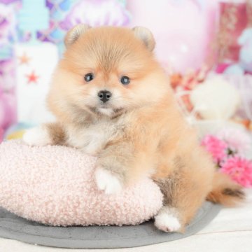 ポメラニアン【千葉県・女の子・2025年2月5日・オレンジセーブル】の写真「無料の相談会🌸🐶開催！！」