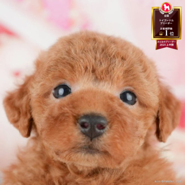 トイプードル(トイ)【千葉県・男の子・2025年4月9日・レッド】の写真「🌻子犬を迎えたいけど不安な方へ🐾7/21相談会」