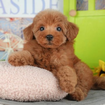 トイプードル(トイ)【千葉県・女の子・2025年10月4日・レッド】の写真「ブリーダーアワード👑全国1位受賞👑🐶」