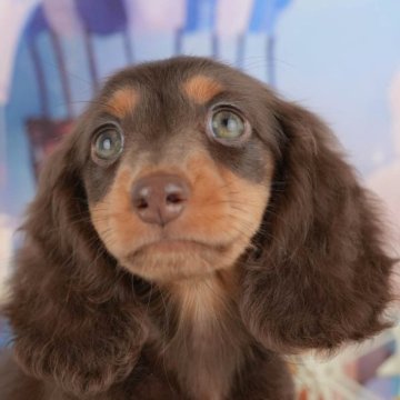 ミニチュアダックスフンド(ロング)【千葉県・男の子・2025年8月29日・チョコレート&タン】の写真「ブリーダーアワード👑全国1位受賞👑🐶」