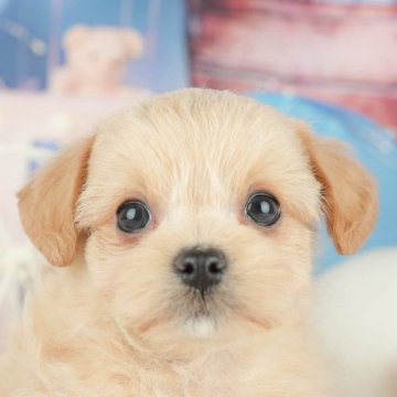 チワプー(トイプードル×チワワ)【千葉県・男の子・2025年3月31日・アプリコット】の写真「🐶5/31限定！相談会開催🌈」