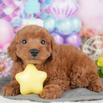 トイプードル(トイ)【千葉県・女の子・2025年4月17日・レッド】の写真「緊急開催📢6/21🐶相談会開催🌼」