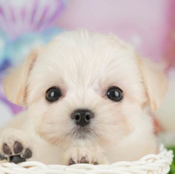 チワマル(マルチーズ×チワワ)【千葉県・女の子・2025年9月22日・クリーム】の写真「ブリーダーアワード👑全国1位受賞👑🐶」