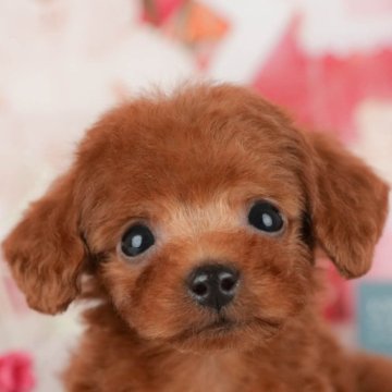 トイプードル(トイ)【千葉県・女の子・2025年8月23日・レッド】の写真「ブリーダーアワード👑全国1位受賞👑🐶」