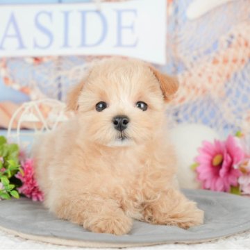 マルプー(マルチーズ×トイプードル)【千葉県・女の子・2025年1月16日・クリーム】の写真「お客様の評価ランキング💖2024年度 日本1位🏆」