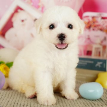 ビションフリーゼ【千葉県・男の子・2024年10月23日・ホワイト】の写真「2024年上半期全国全犬種1位🏆」