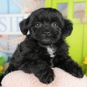 チワプー(チワワ×トイプードル)【千葉県・男の子・2025年3月11日・ブラック】の写真「🐶5/31限定！相談会開催🌈」