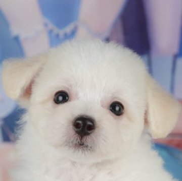 ビションフリーゼ【千葉県・女の子・2025年8月5日・ホワイト】の写真「ブリーダーアワード👑全国1位受賞👑🐶」