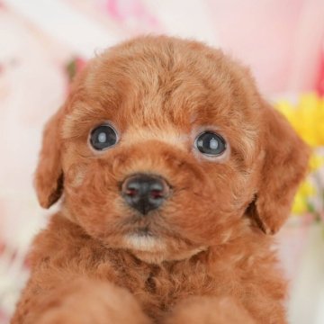 トイプードル(トイ)【千葉県・女の子・2025年4月1日・レッド】の写真「相談会開催🌈5月25日🐶✨」