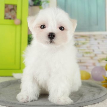 マルチーズ【千葉県・男の子・2025年7月17日・ホワイト】の写真「ブリーダーアワード👑全国1位受賞👑🐶」