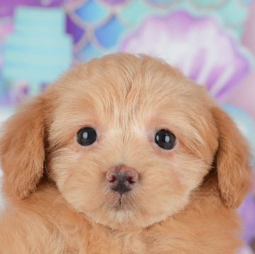 ポメプー(ポメラニアン×トイプードル)【千葉県・女の子・2025年10月24日・アプリコット】の写真「本日⏰16時～ご案内可能！残り3/7件🌟」