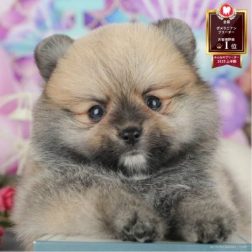 ポメラニアン【千葉県・男の子・2025年6月24日・オレンジセーブル】の写真「夏休みはお迎えのベストシーズン 🍉🐶」