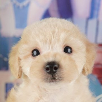 トイプードル(トイ)【千葉県・男の子・2025年8月3日・アプリコット】の写真「ブリーダーアワード👑全国1位受賞👑🐶」